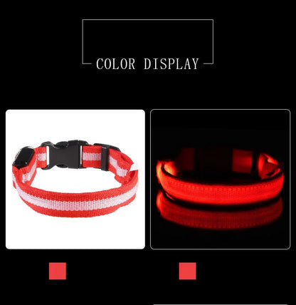 Nylon LED night safety dog leash with glowing fluorescent features for visibility during nighttime walks.
